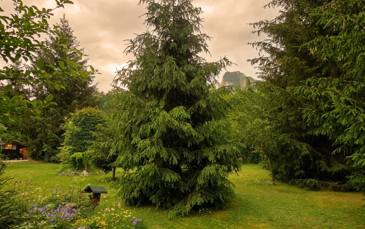 Grădina plină de brazi, cu Piatra Secuiului în fundal